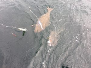 Saltwater Halibut FIshing Charter